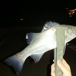 アジが渋いような気がする